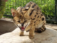 /album/fotogalerie-zoo-chleby-zoo-plna-zazitku/zoo-chleby11-jpg/